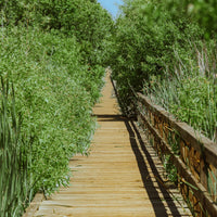Low Tide 2026 Pass